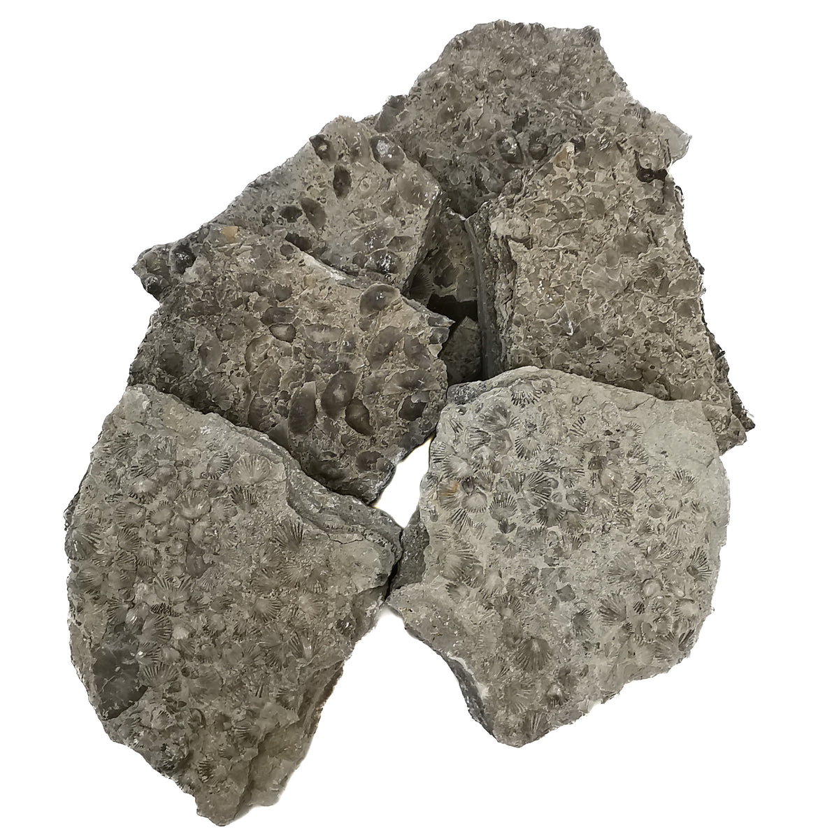 Sowerbyella Rugosa (Brachiopod) fossil from Carroll County, Kentucky, USA.