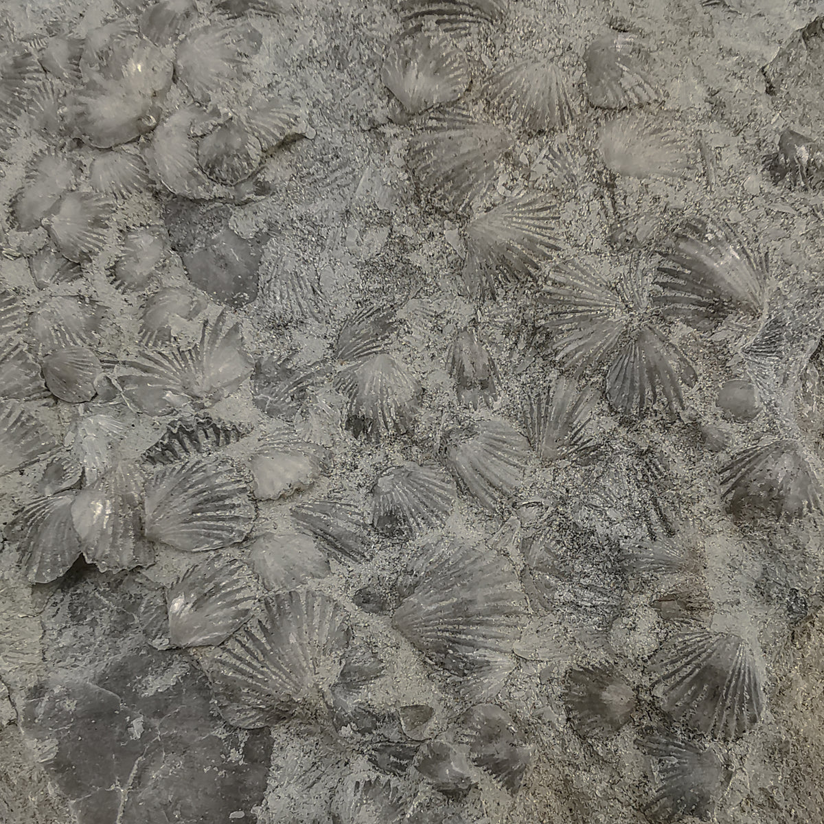 Sowerbyella Rugosa (Brachiopod) fossil from Carroll County, Kentucky, USA.