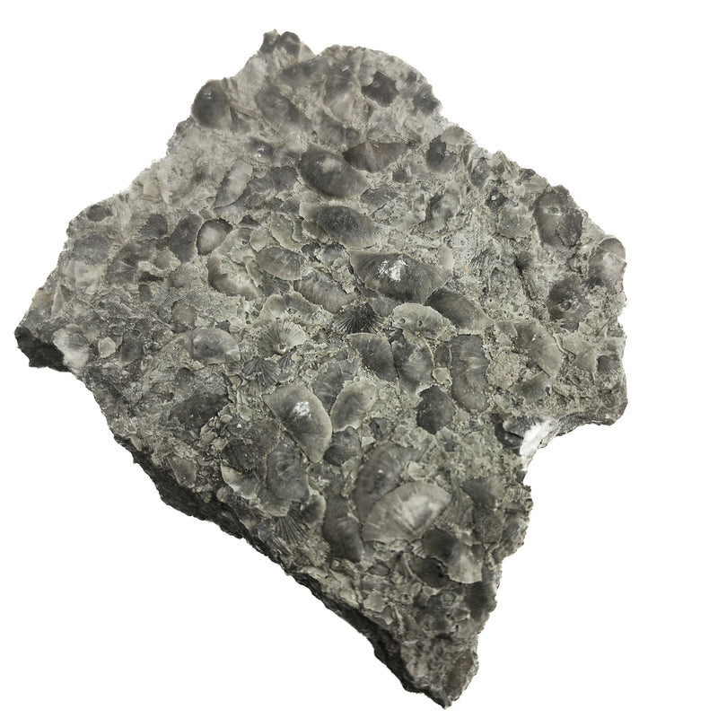 Sowerbyella Rugosa (Brachiopod) - Fossil