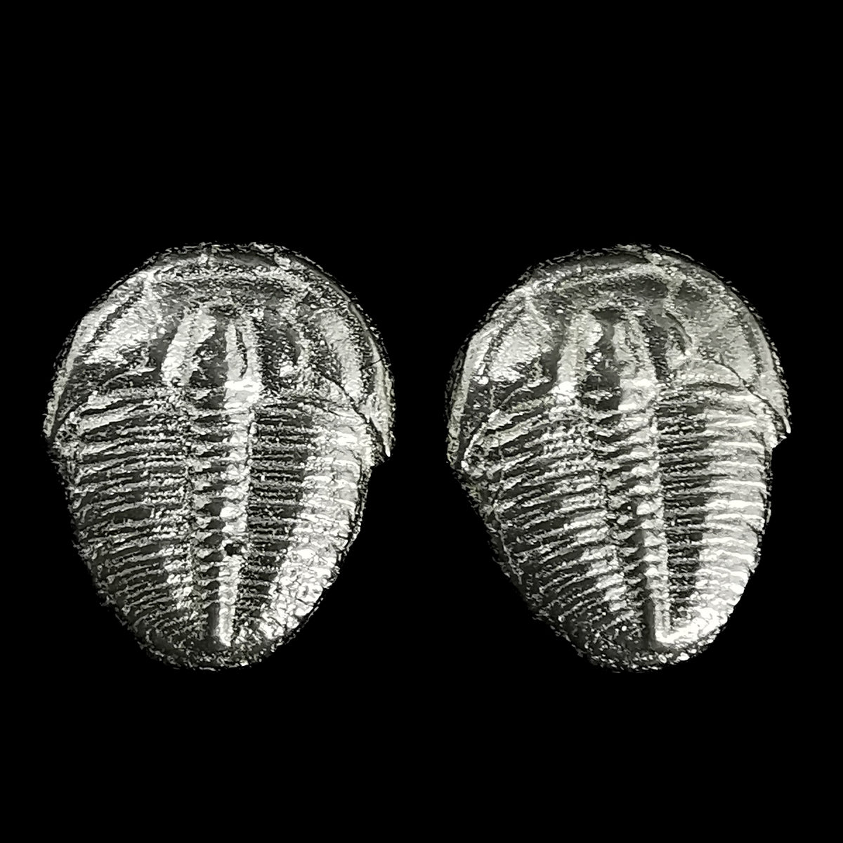 Trilobite stud earrings: pair of earrings close up