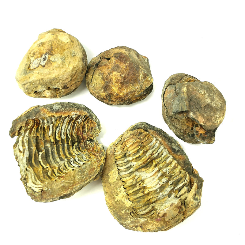 Calymene Trilobite in Matrix Nodule - Fossil