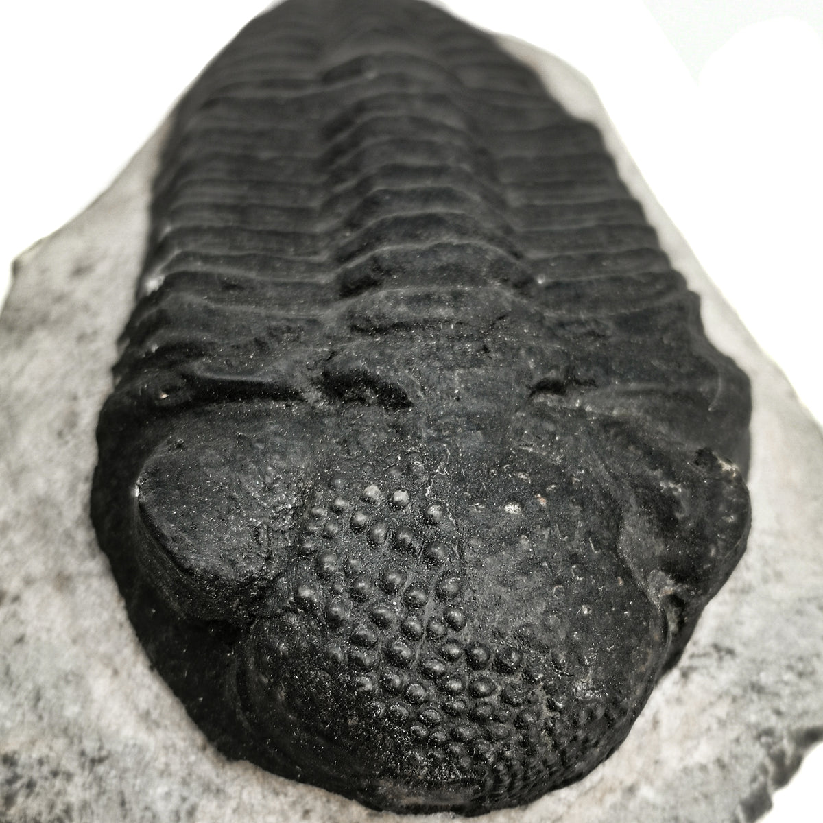 Phacops Trilobite large fossil from Morocco.