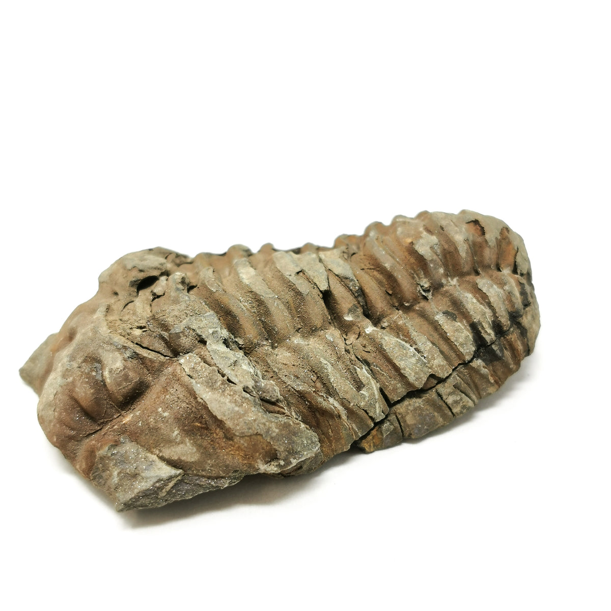 Calymene Trilobite fossil from Ktaoua Group Formation, Anti-Atlas Region, Morocco.