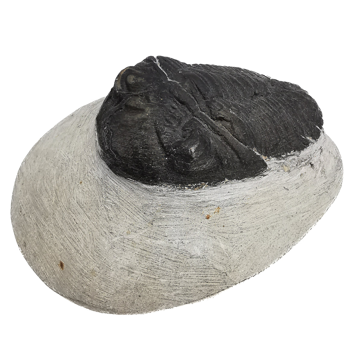 Phacops Trilobite (Sand blasted) fossil from Morocco.