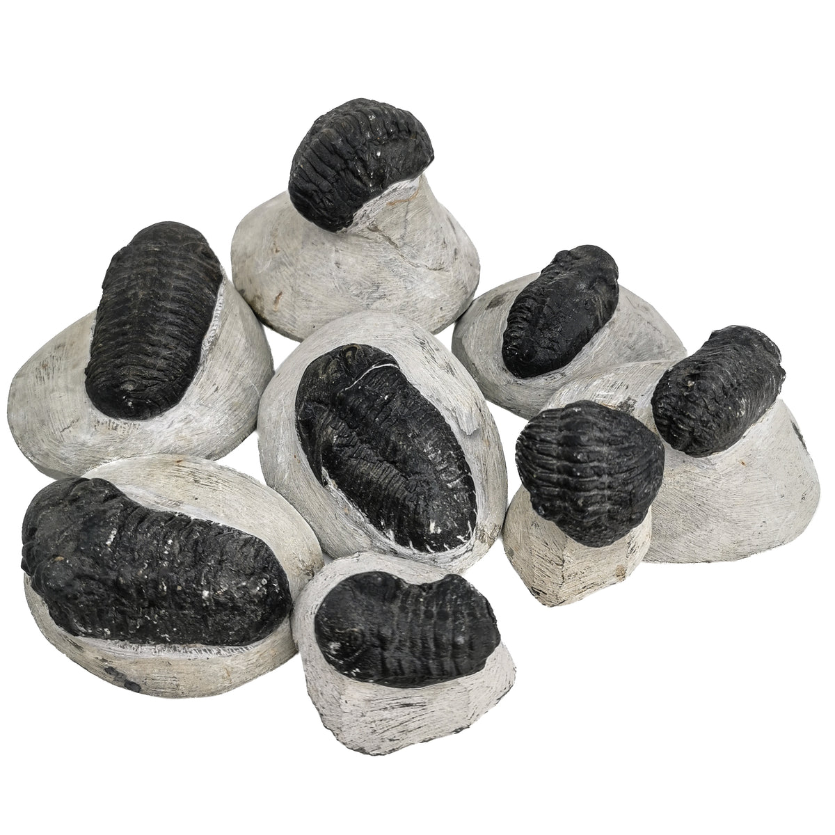 Phacops Trilobite (Sand blasted) fossil from Morocco.