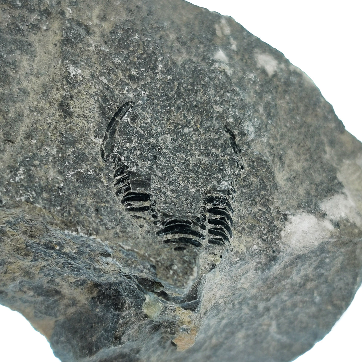 Trilobite Unprepared fossil from Morocco.