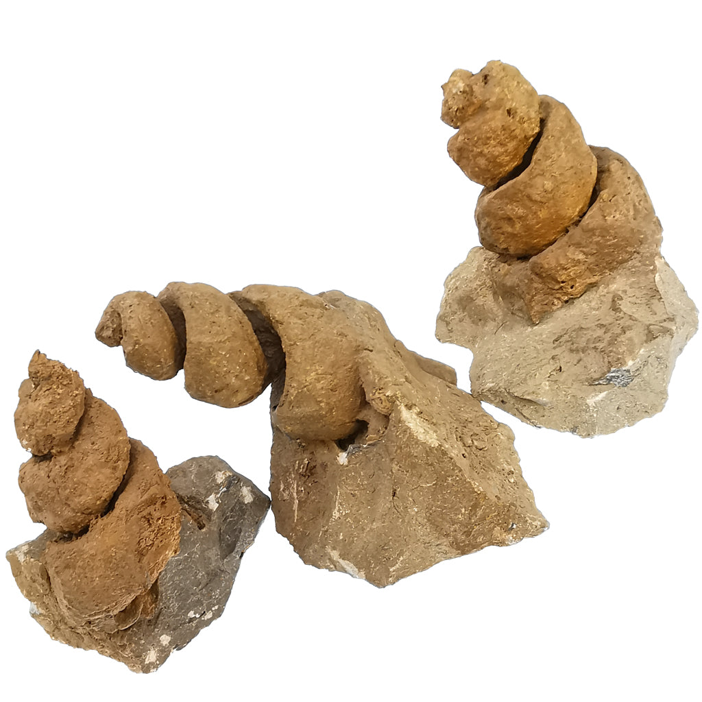Turritella fossil from Agadir, Morocco.