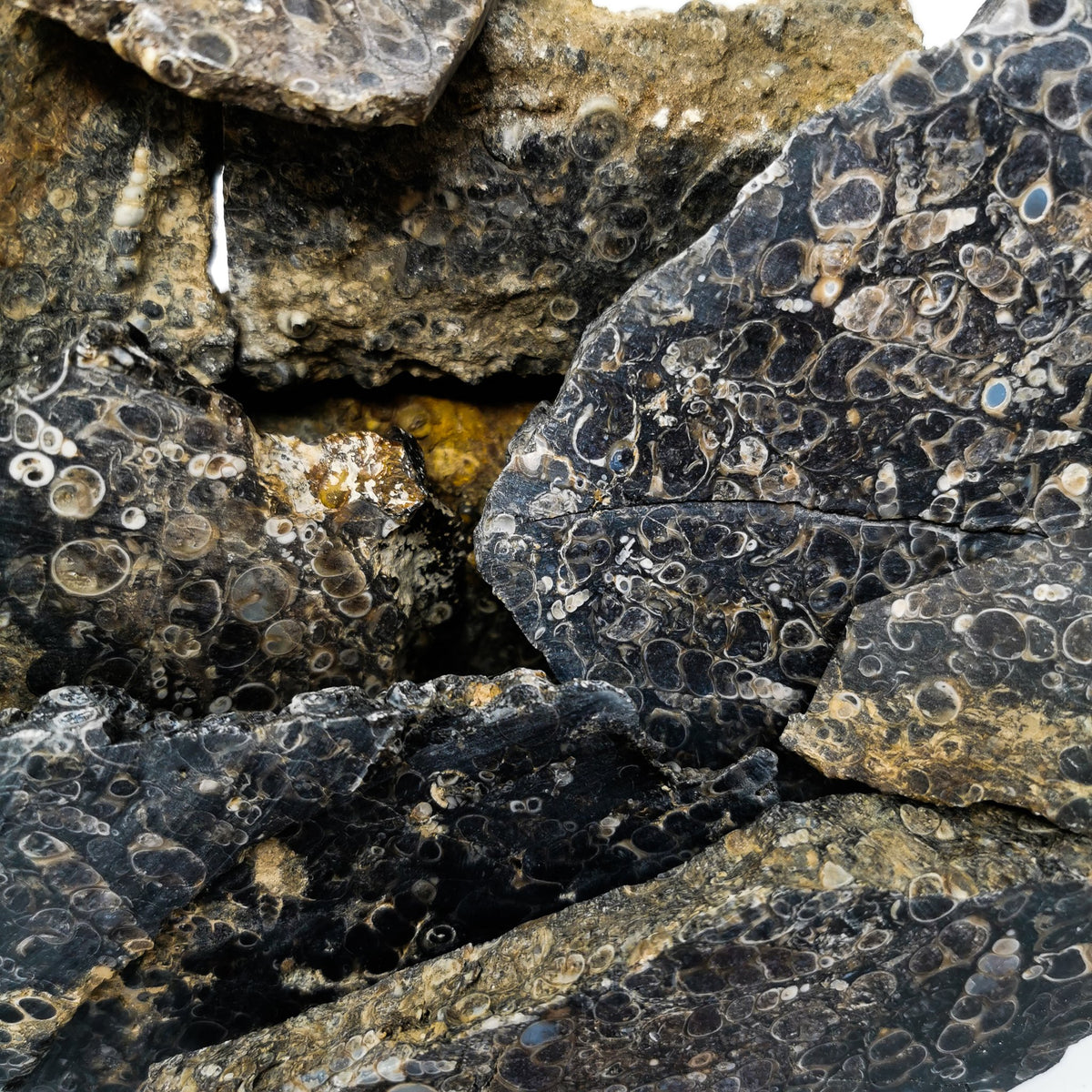 Turritella Agate rough.