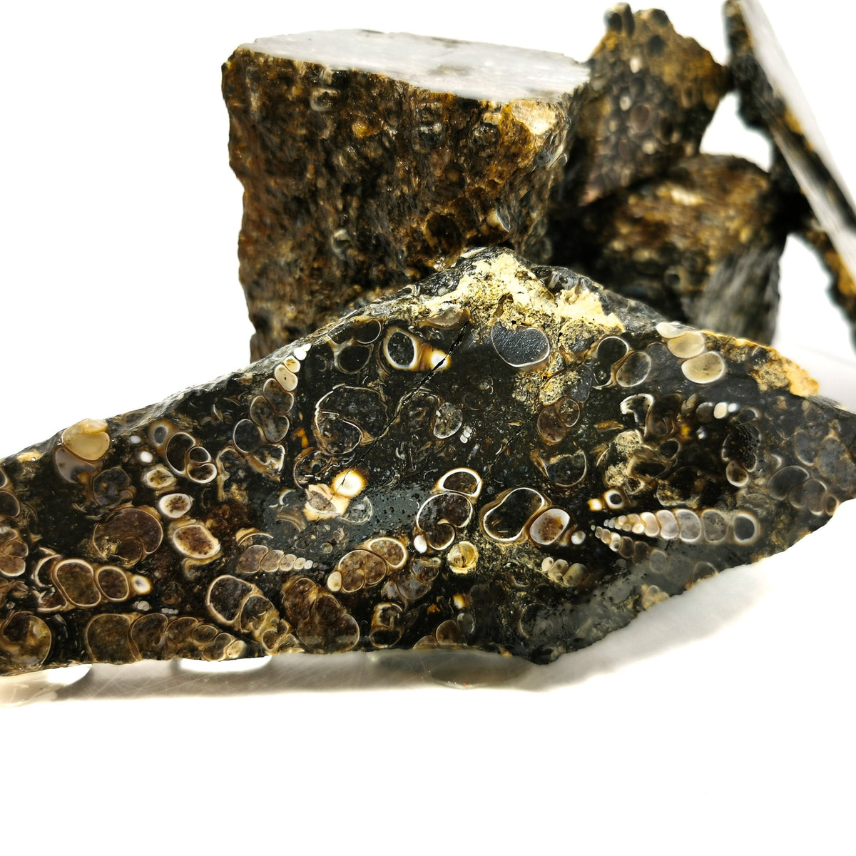 Turritella Agate rough.