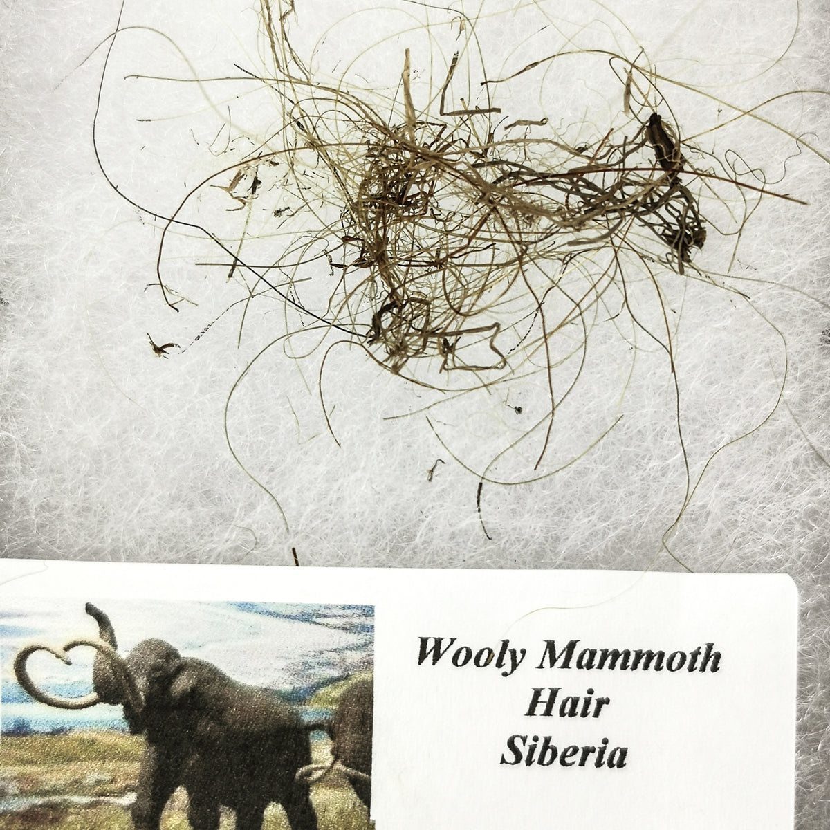 Woolly Mammoth Hair fossil from Siberia, Russia.