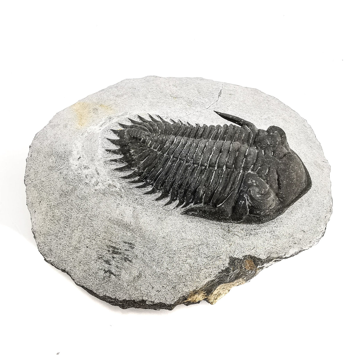 Coltraneia Trilobite - Specimen, available at Rubble Rock & Gem