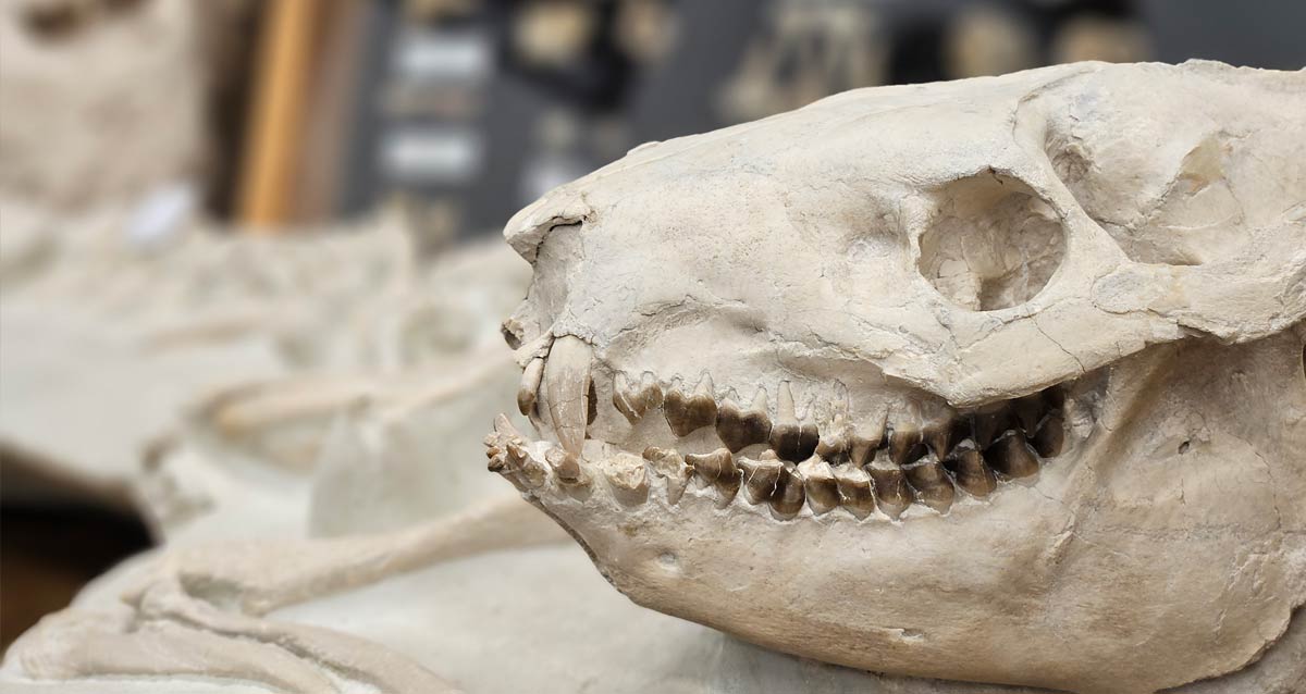 Where to Buy Fossils in Vancouver