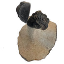 Trilobites Flexicalymene - Fossil Specimen