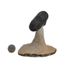Trilobites Flexicalymene - Fossil Specimen