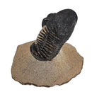 Trilobites Flexicalymene - Fossil Specimen