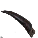 Prodeinotherium Bavaricum Tusk (Ancient Elephant) - Fossil Specimen