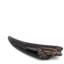 Prodeinotherium Bavaricum Tusk (Ancient Elephant) - Fossil Specimen