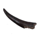 Prodeinotherium Bavaricum Tusk (Ancient Elephant) - Fossil Specimen
