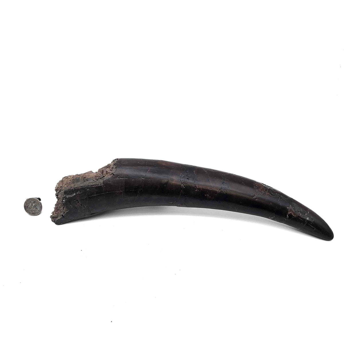 Prodeinotherium Bavaricum Tusk (Ancient Elephant) fossil specimen.