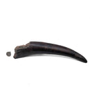 Prodeinotherium Bavaricum Tusk (Ancient Elephant) - Fossil Specimen