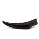 Prodeinotherium Bavaricum Tusk (Ancient Elephant) - Fossil Specimen