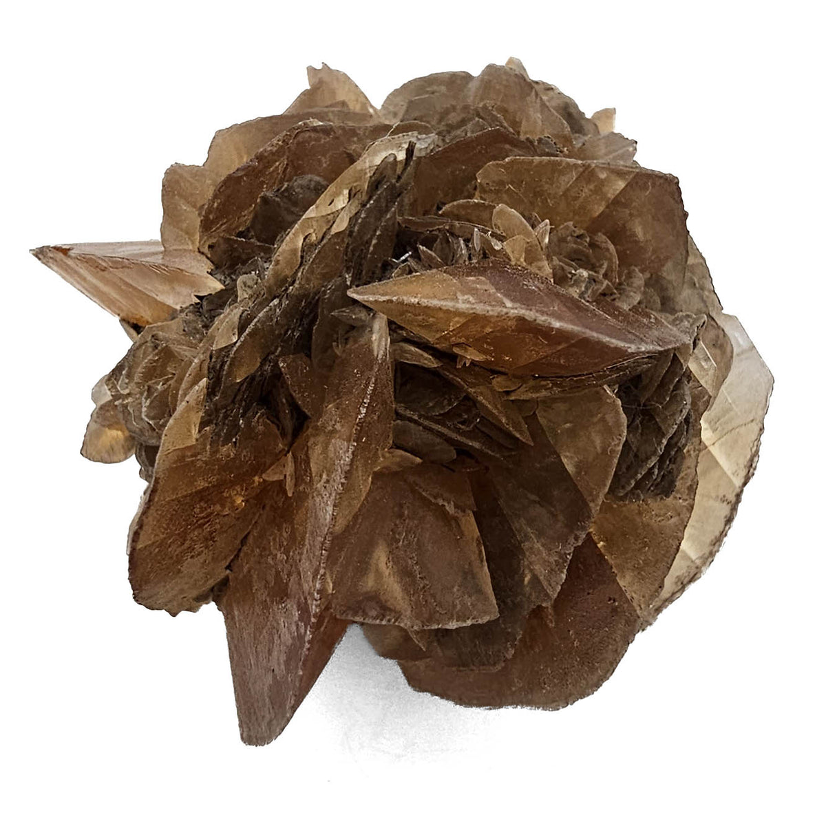 Golden Duck Bill Selenite specimen, a variety of gypsum, from Red River Floodway, Winnipeg, Manitoba, Canada.