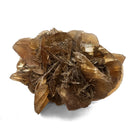 Golden Duck Bill Selenite - Specimen