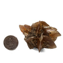 Golden Duck Bill Selenite - Specimen