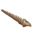 Turitella Imbricataria - Fossil Specimen