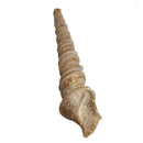 Turitella Imbricataria - Fossil Specimen