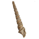 Turitella Imbricataria - Fossil Specimen