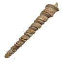 Turitella Imbricataria - Fossil Specimen