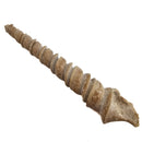 Turitella Imbricataria - Fossil Specimen