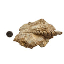 Turitella - Fossil Specimen