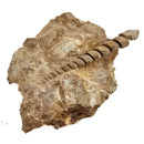 Turitella - Fossil Specimen