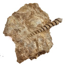 Turitella - Fossil Specimen