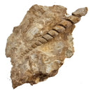 Turitella - Fossil Specimen