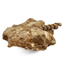 Turitella - Fossil Specimen