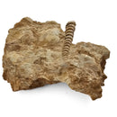 Turitella - Fossil Specimen
