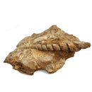 Turitella - Fossil Specimen