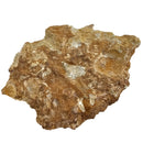 Turitella - Fossil Specimen