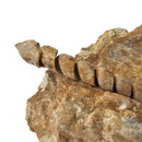 Turitella - Fossil Specimen