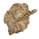 Turitella - Fossil Specimen