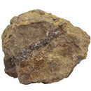 5 Dollar Lapidary Chunk - Rough