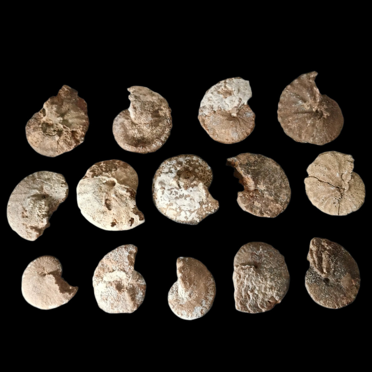 Agatized Ammonite fossil.