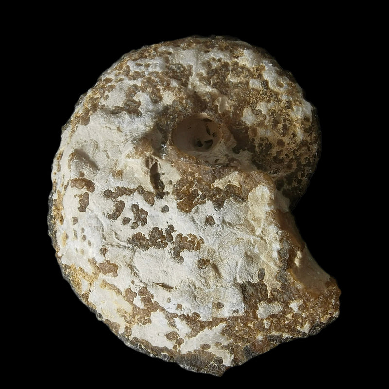 Agatized Ammonite - Fossil