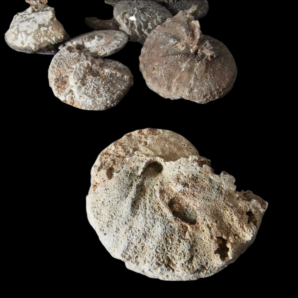 Agatized Ammonite fossil.