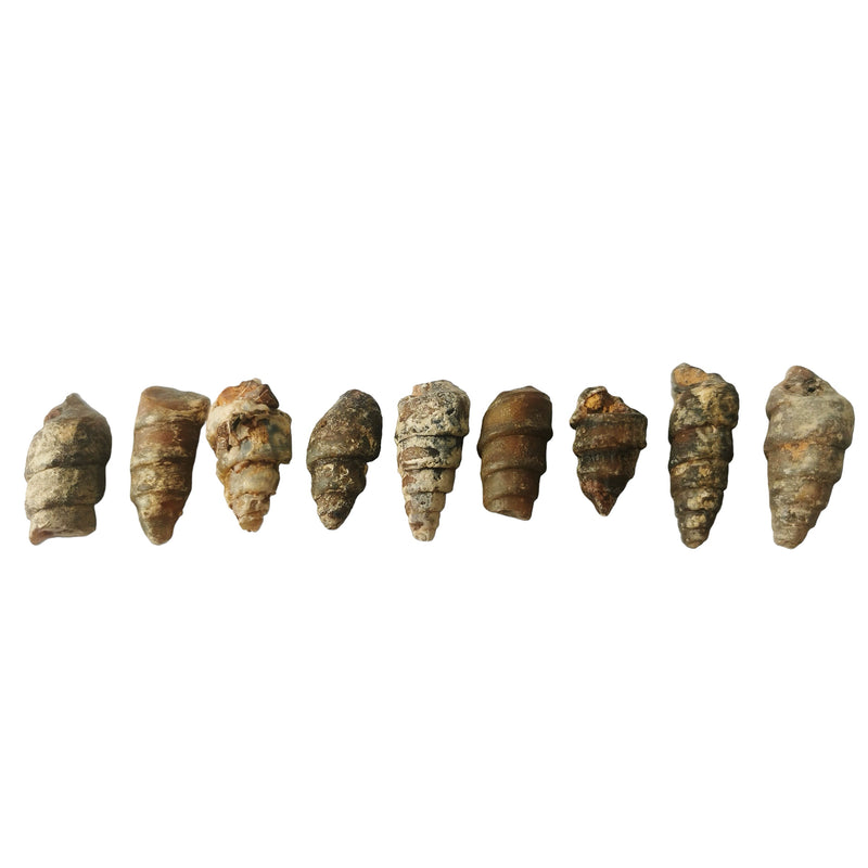 Agatized Gastropod - Fossil