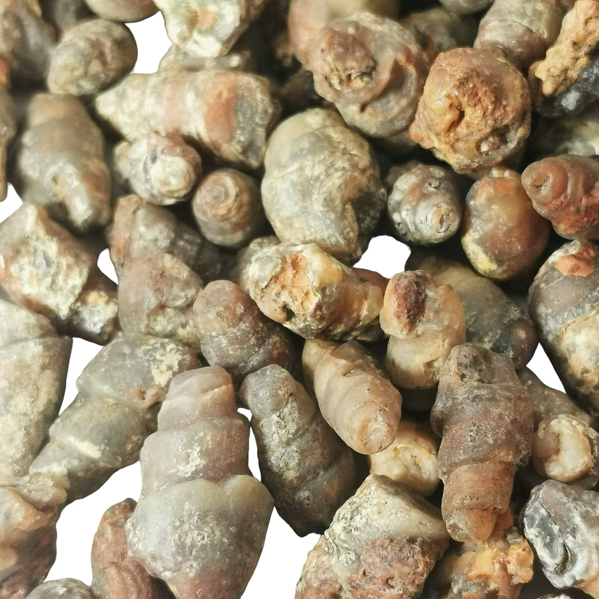 Agatized Gastropod fossil from Morocco.