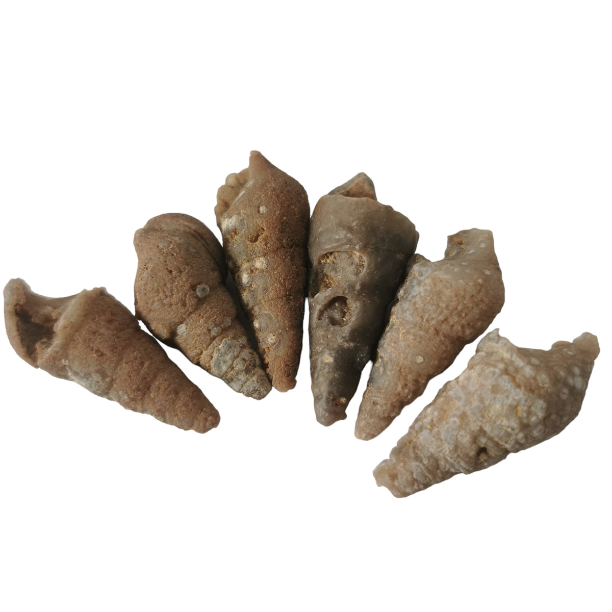 Agatized Marine Gastropod fossil from Morocco.